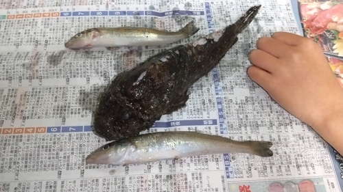 オニダルマオコゼの釣果