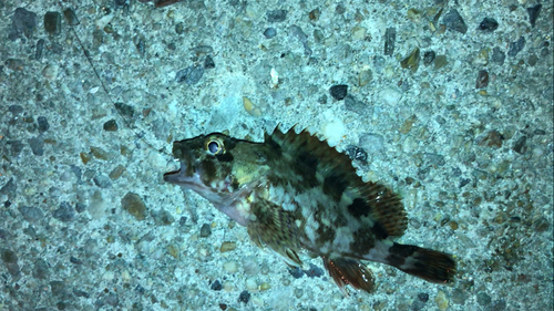 カサゴの釣果