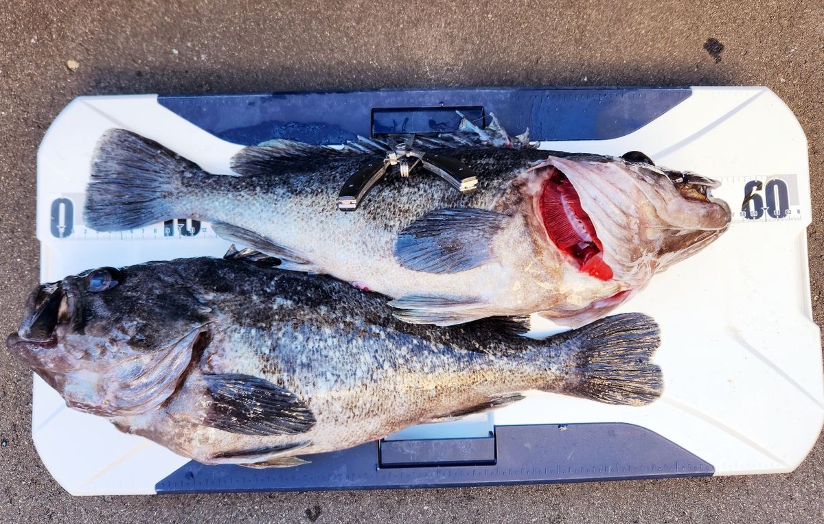 ちかおさんの釣果 2枚目の画像