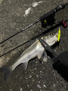 セイゴ（タイリクスズキ）の釣果