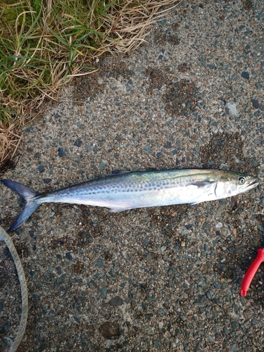 サゴシの釣果