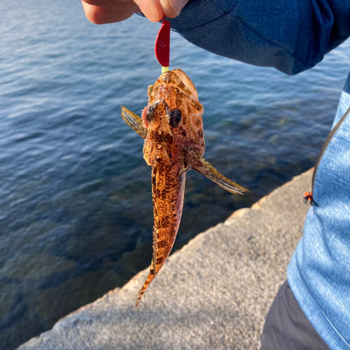 アナハゼの釣果