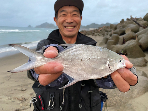 コバンアジの釣果