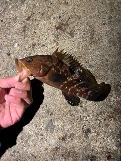 アコウの釣果