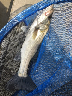 ハネ（マルスズキ）の釣果