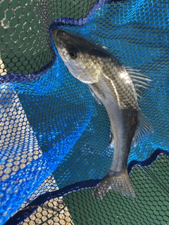 ハネ（マルスズキ）の釣果