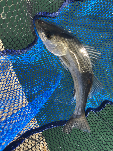 ハネ（マルスズキ）の釣果