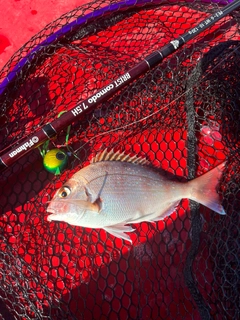 マダイの釣果