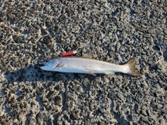 アメマスの釣果