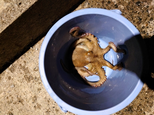 タコの釣果