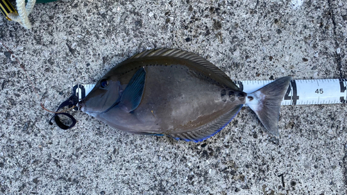 サンノジの釣果