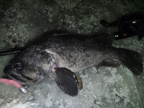 クロソイの釣果