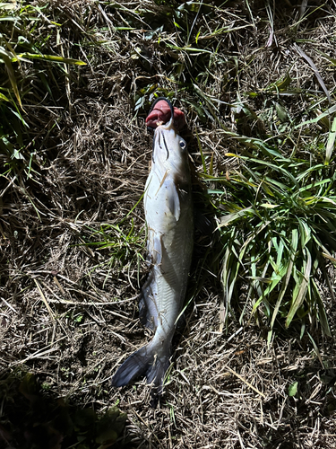 アメリカンキャットフィッシュの釣果