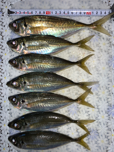 アジの釣果