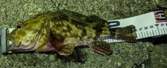 ガシラの釣果