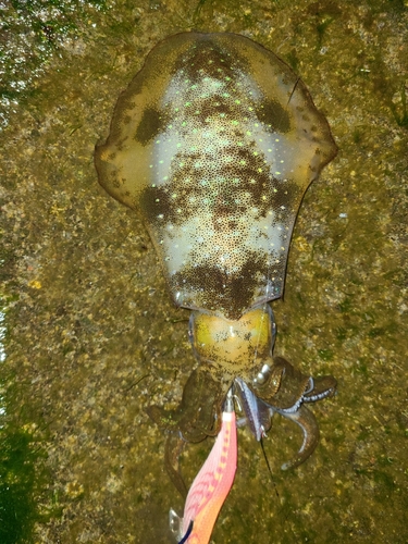 アオリイカの釣果