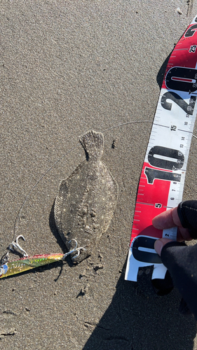 ヒラメの釣果