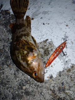 タケノコメバルの釣果