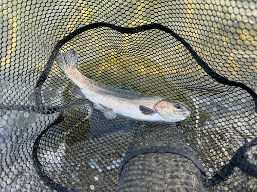 ニジマスの釣果