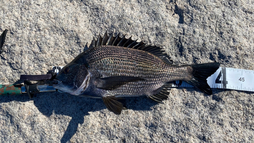 チヌの釣果