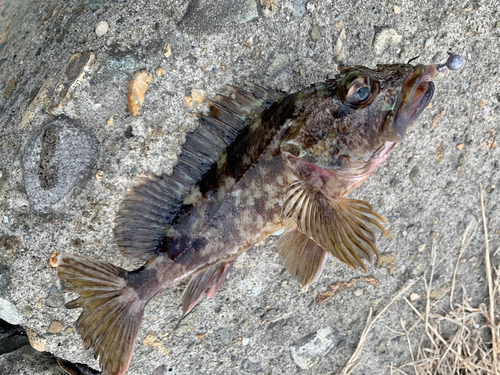 カサゴの釣果