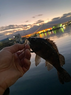 アカメバルの釣果