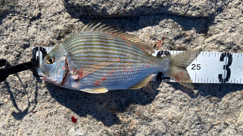 ヘダイの釣果