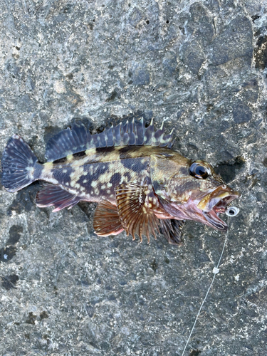 カサゴの釣果