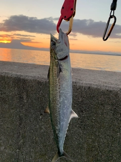 サゴシの釣果