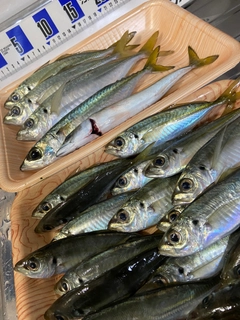 アジの釣果