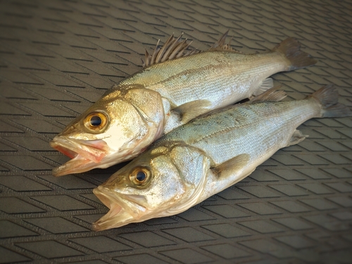 セイゴ（マルスズキ）の釣果