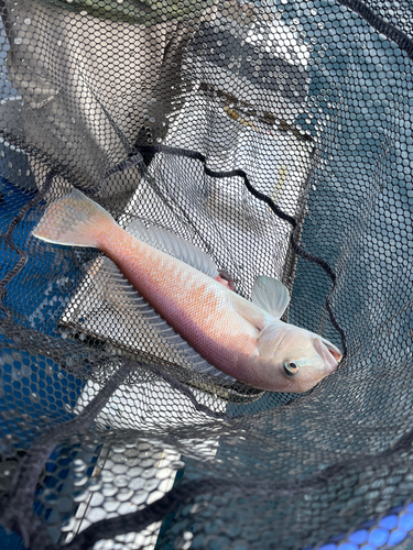 シロアマダイの釣果