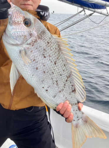 シロダイの釣果