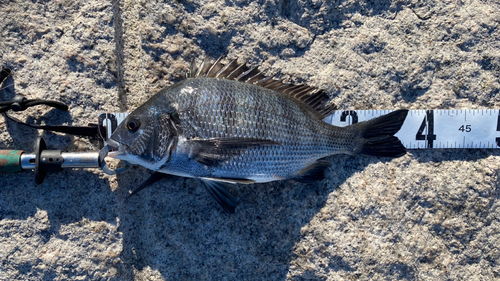 チヌの釣果