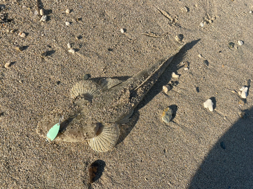 ミナミマゴチの釣果