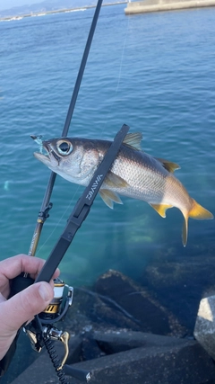 ムツの釣果