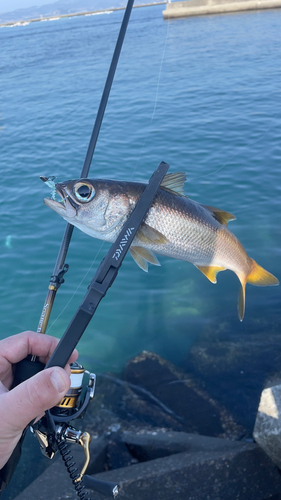 ムツの釣果