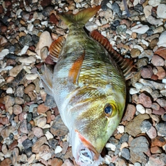 イソフエフキの釣果