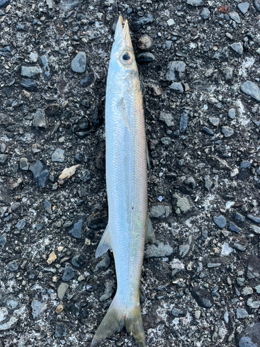 カマスの釣果