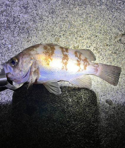 メバルの釣果