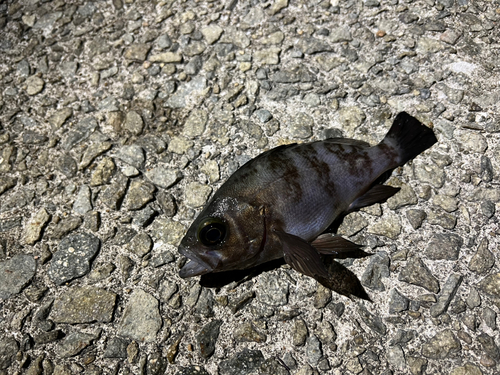 シロメバルの釣果