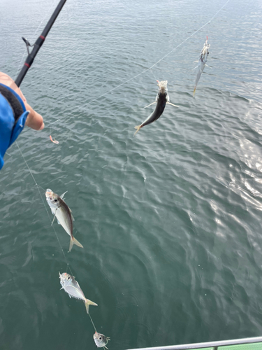 マアジの釣果