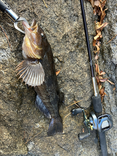 アイナメの釣果