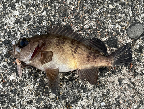 メバルの釣果