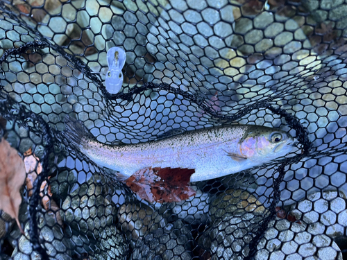 ニジマスの釣果