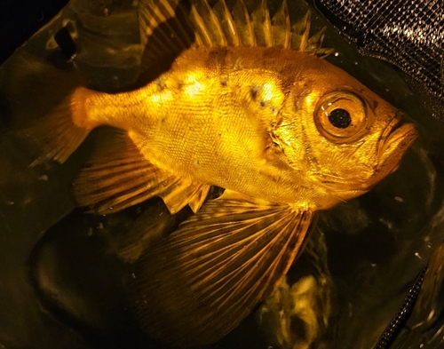 チカメキントキの釣果