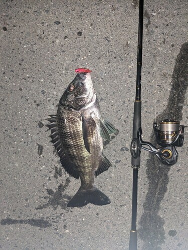 チヌの釣果