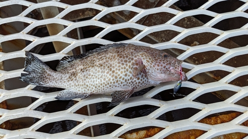 オオモンハタの釣果