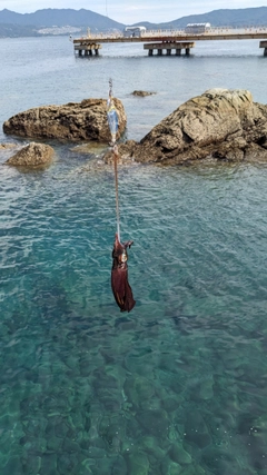 ミズイカの釣果