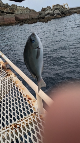 グレの釣果